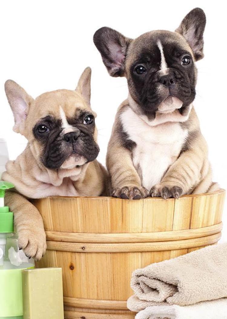 Dogs are ready for a bath at Niles Veterinary Clinic in Niles, Ohio