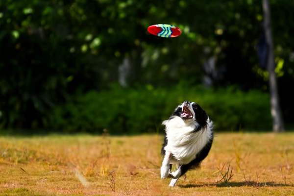 dog playing at a park