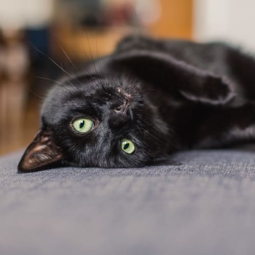 Cat laying on a couch at Ocean Park of Ponte Vedra in Jacksonville Beach, Florida