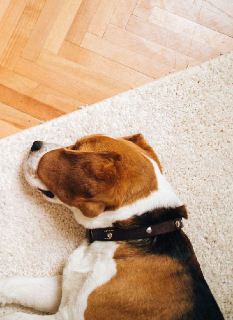 Pet fees at Whisper Creek Apartment Homes in Lakewood, Colorado