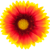 Divider Image