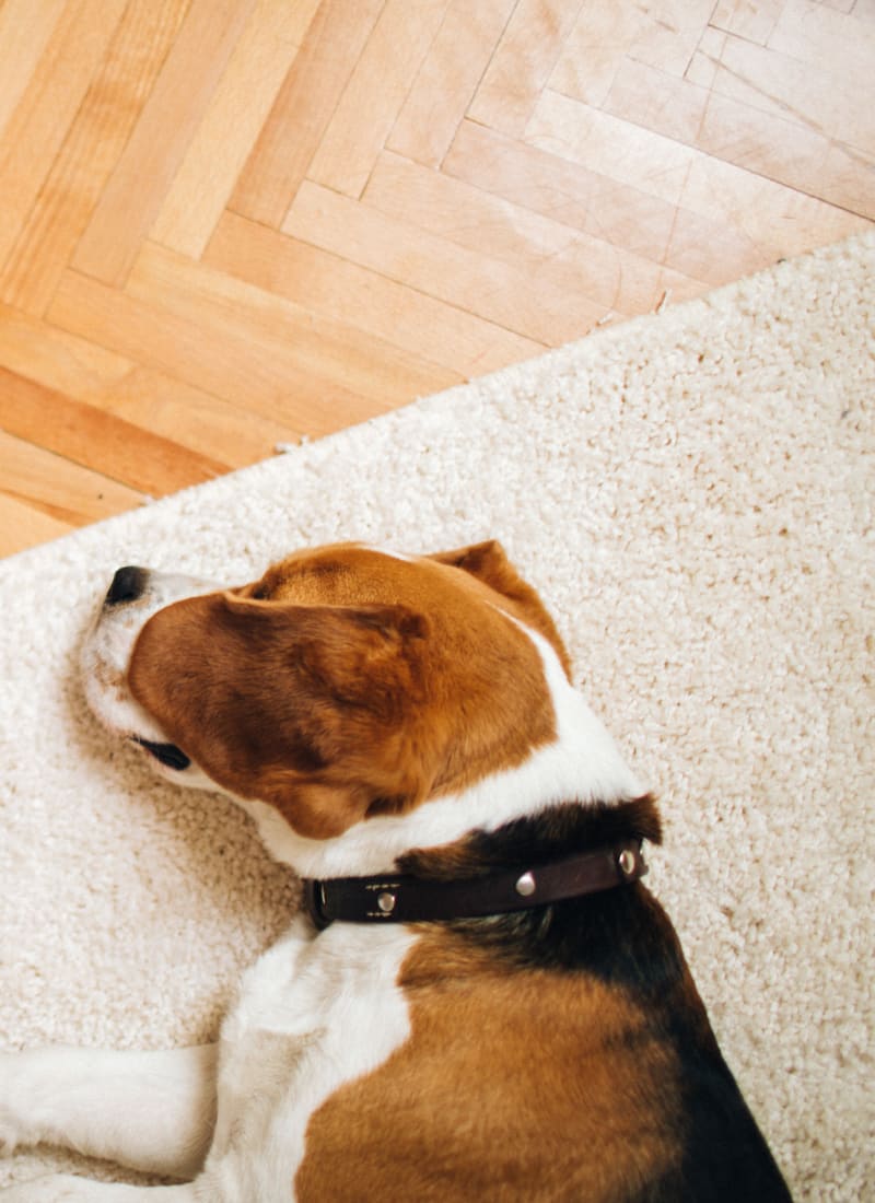 View our pet policy at Marquis at Morrison Plantation in Mooresville, North Carolina
