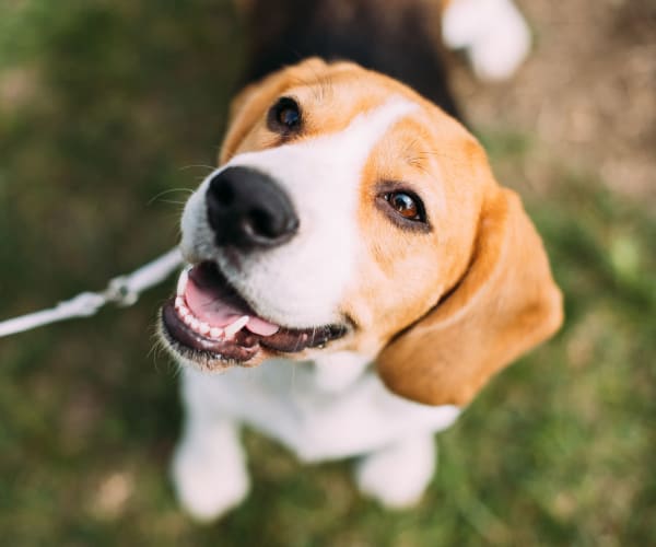 Happy puppy looking up for a photo outside his new home at Peralta Vista in Mesa, Arizona