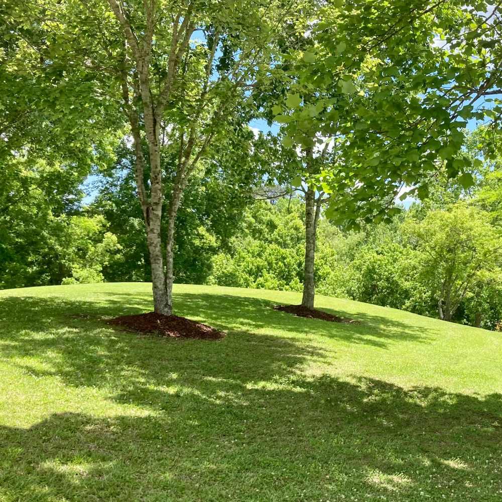 Mature trees at Cannongate Apartments in Vicksburg, Mississippi