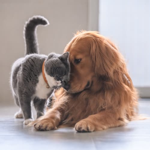 Cute cat and dog rubbing noses at West 38 in Wheat Ridge, Colorado