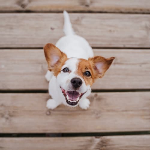 A good dog that lives at pet-friendly The Hardison in Salt Lake City, Utah