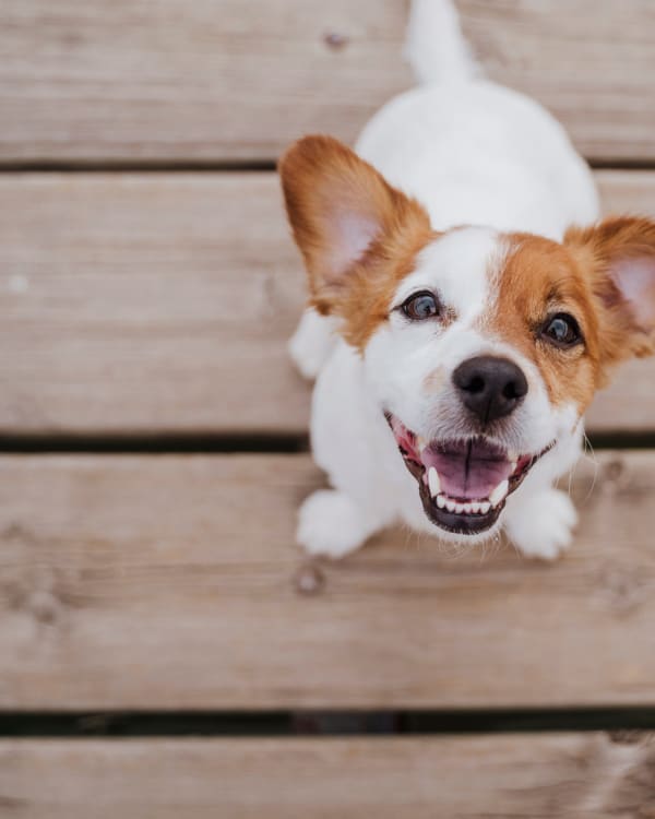 Happy dog looking up for a photo at her new home at Cadence at Nocatee in Ponte Vedra, Florida