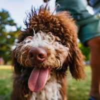 Happy pet in the park at Cleburne Plaza in Cleburne, Texas