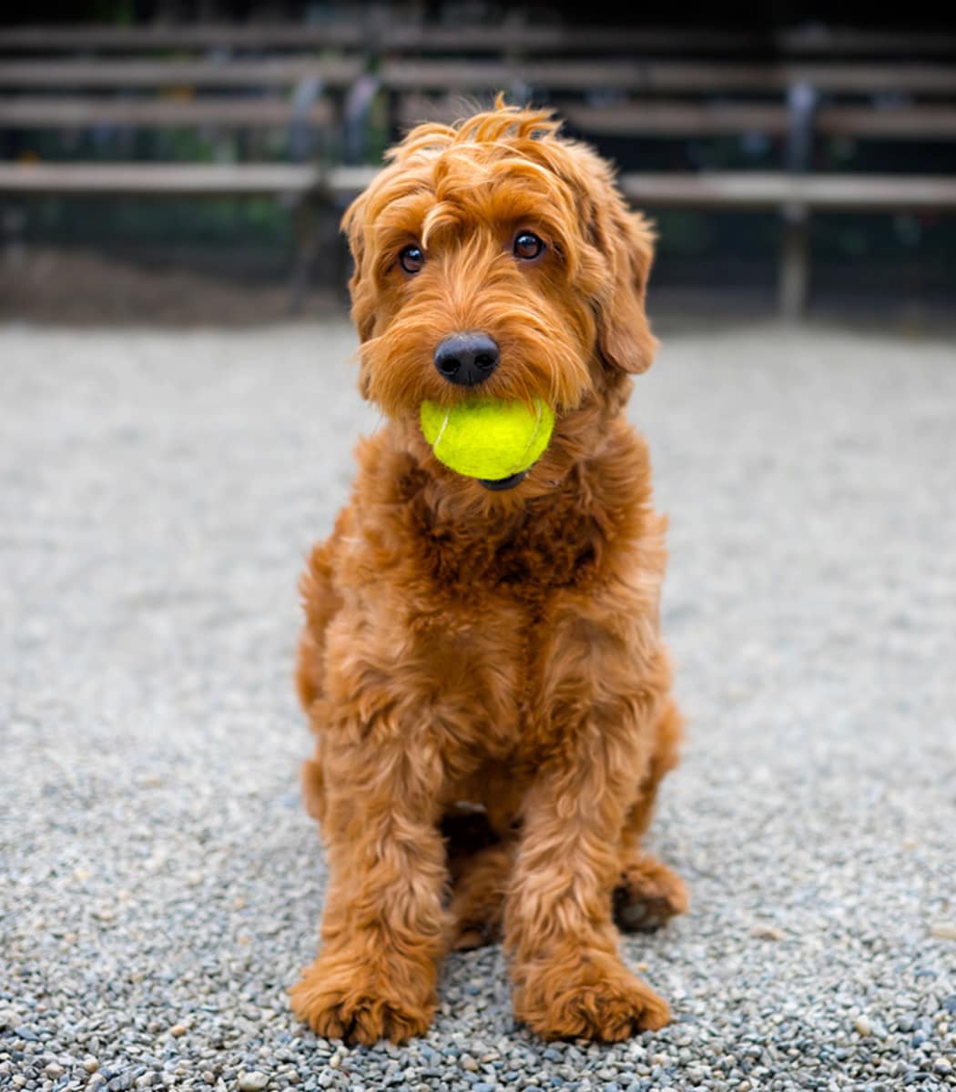 Resident pup with tennis ball at Meadowbrook Station Apartments