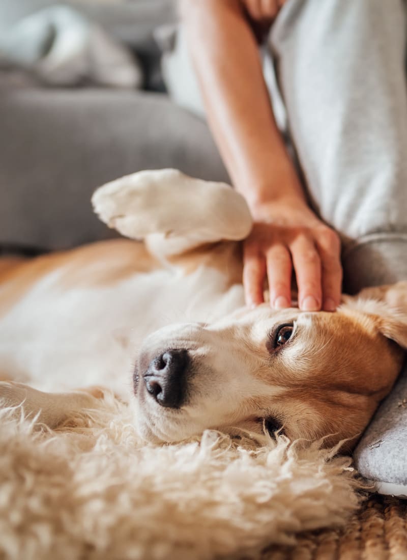 View our pet policy at Marquis SoCo in Austin, Texas