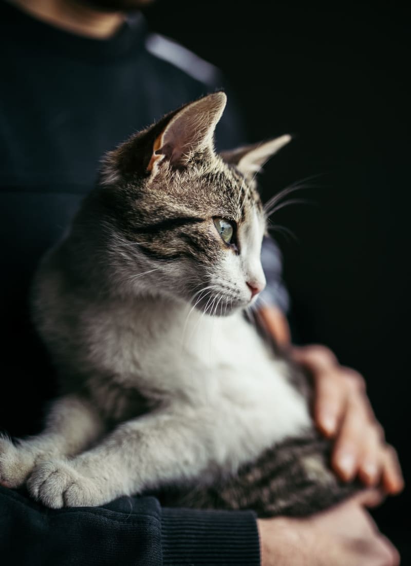 Two pets maximum per apartment at Marquis at Silver Oaks in Grapevine, Texas
