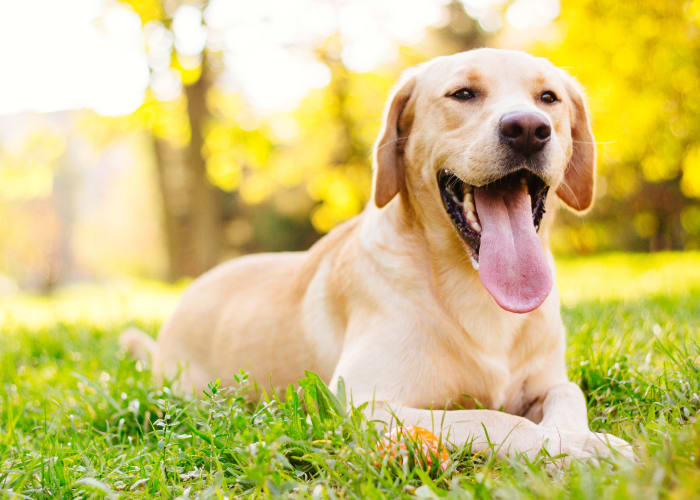 Cute dog laying on the grass at Marquee in Walnut Creek, California