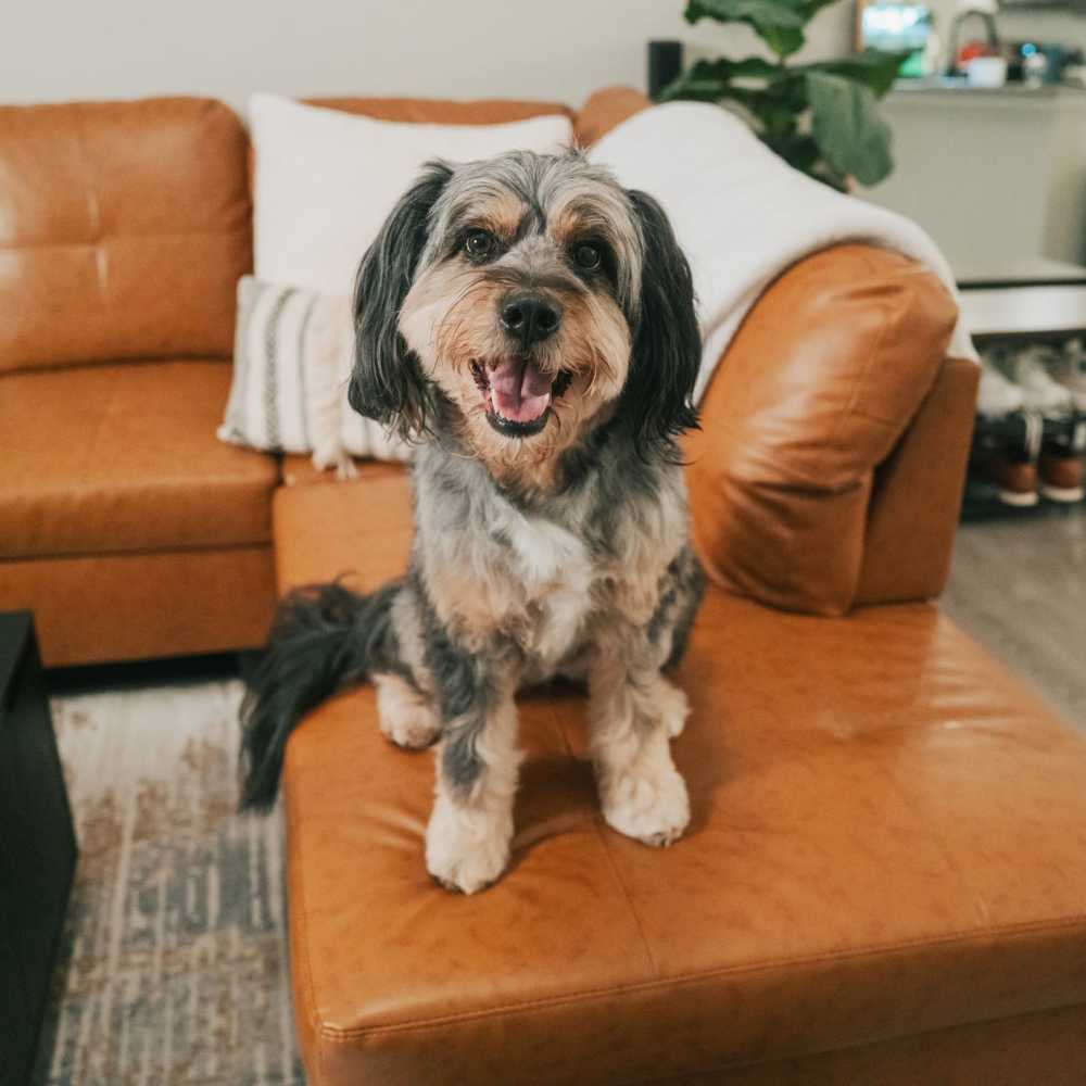 Happy dog in a home at Stone Village Apartments in Reno, Nevada