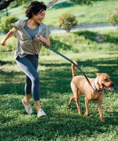 On-site dog park at Lemon Bay Apartments in Englewood, Florida