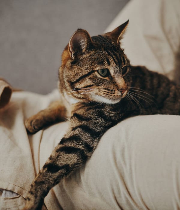 resident cat at Woodmont Apartments in Belmont, California