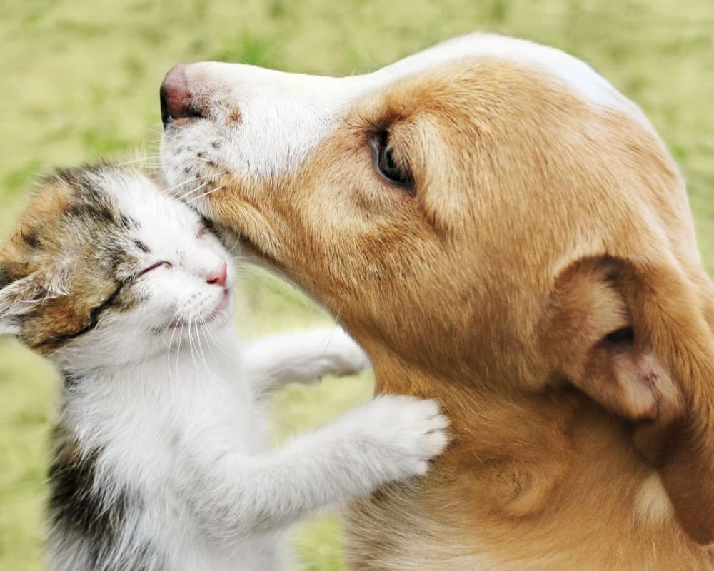 Dog and kitty playing at 2400 Briarwest in Houston, Texas