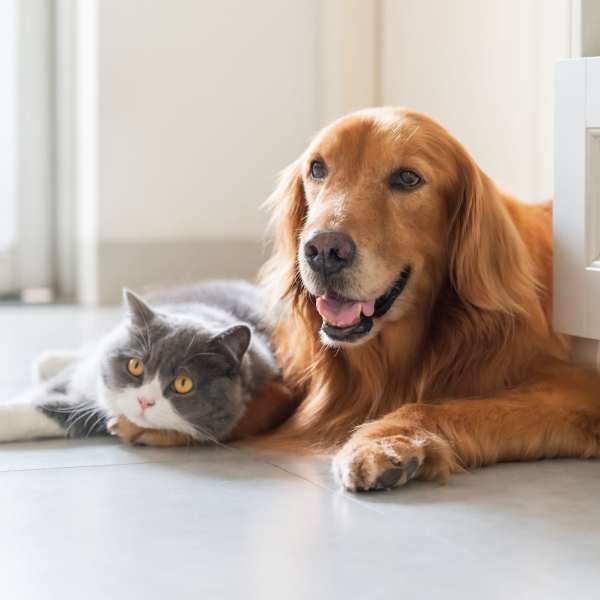 Pet cat and dog relaxing in the living room at The Abbey at Medical Center in San Antonio, Texas