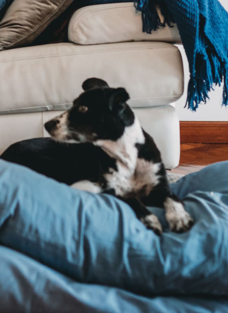 No pet weight limits at Marquis at Westchase in Houston, Texas