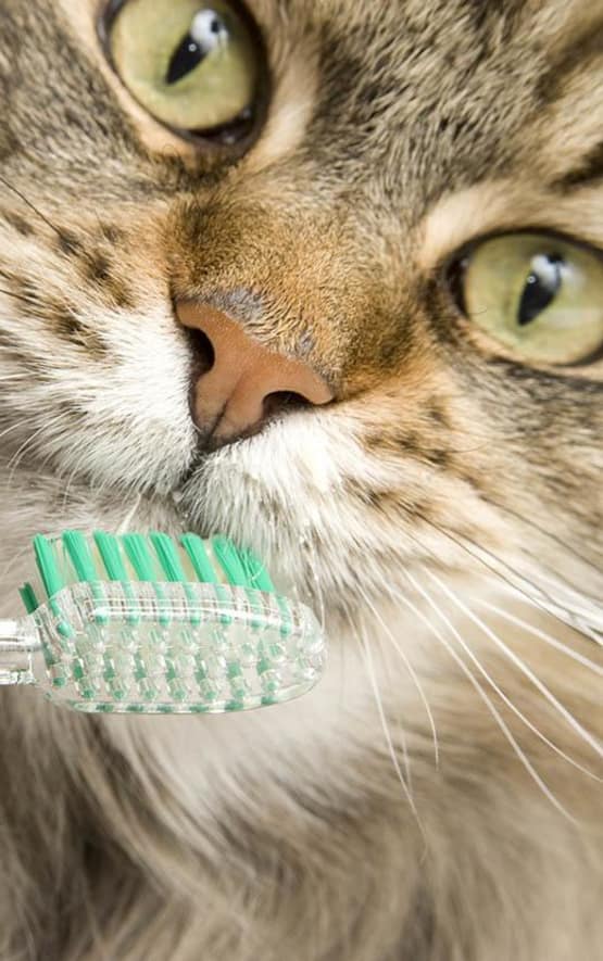 Cat getting its teeth brushed at Civic Feline Clinic in Walnut Creek, CA