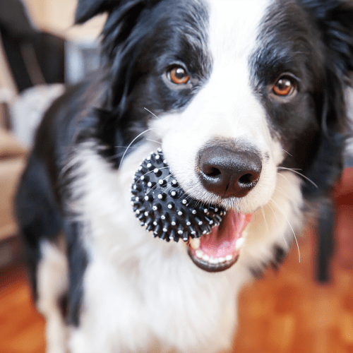 A dog with a ball in its mouth at Anacapa in Point Mugu, California