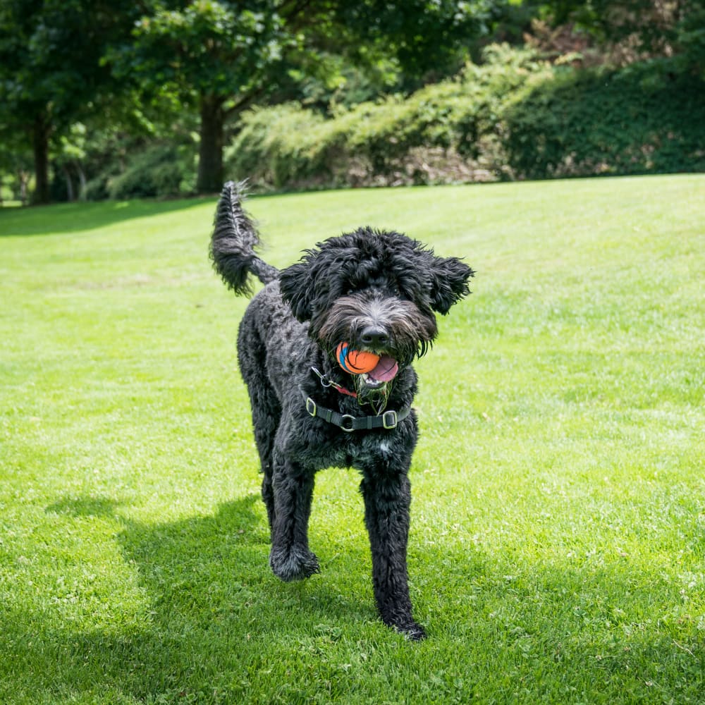 Dog at dog park at Cornfield Apartments in Ellington, Connecticut