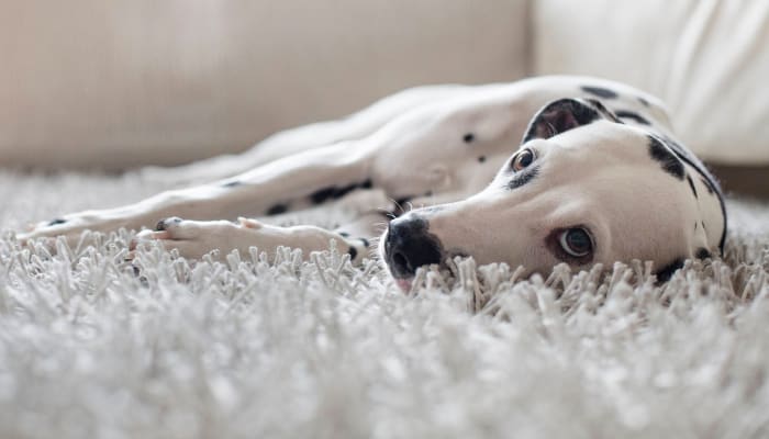 Dog sitting in a carpet at One Rocky Ridge Apartment Homes in Douglasville, Georgia