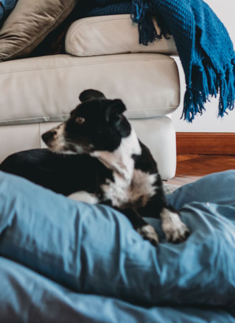 Breed restrictions at Marquis SoCo in Austin, Texas