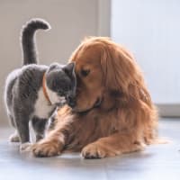 Pet-friendly at The Social in Austin, Texas