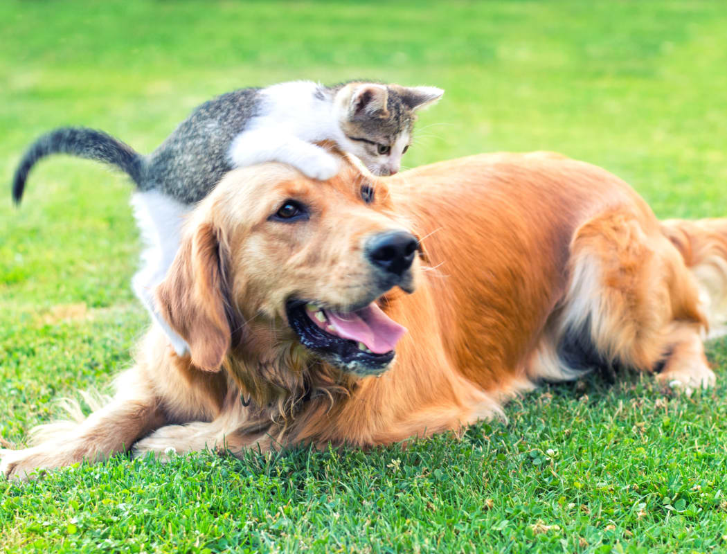 Dog and cat playing outside their new home at Waterford at Peoria in Peoria, Arizona