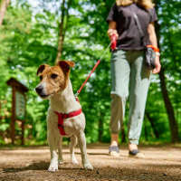 Woman walking dog in wooded area near 81 West Apartments in Fort Myers, Florida