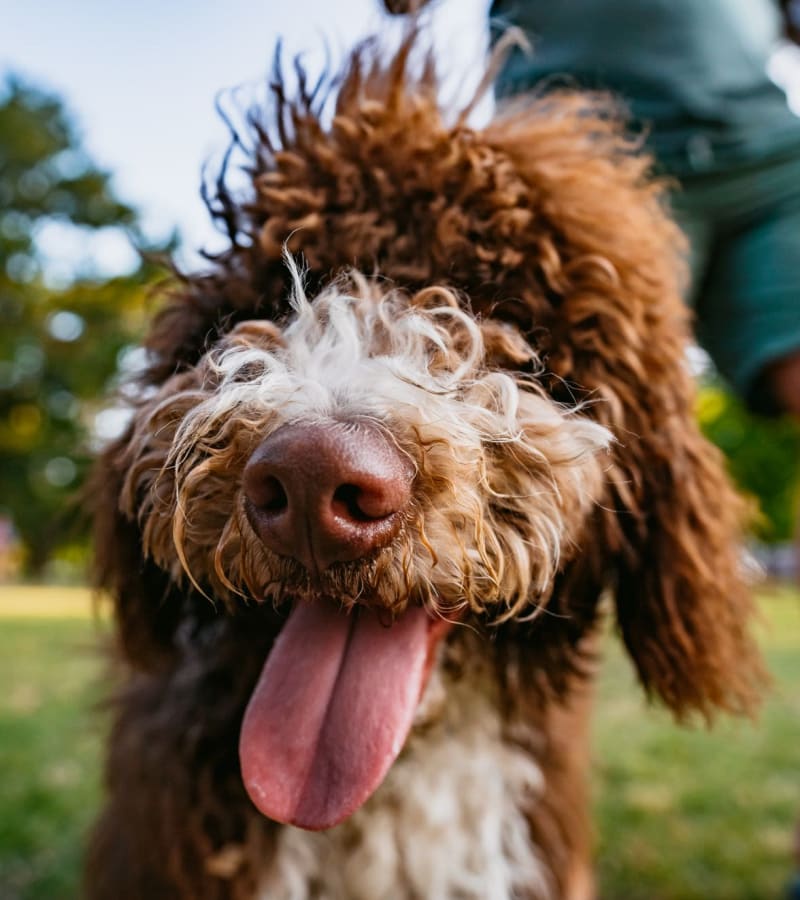 A resident and his dog at Raleigh, North Carolina, apartments at Forest Edge Townhomes