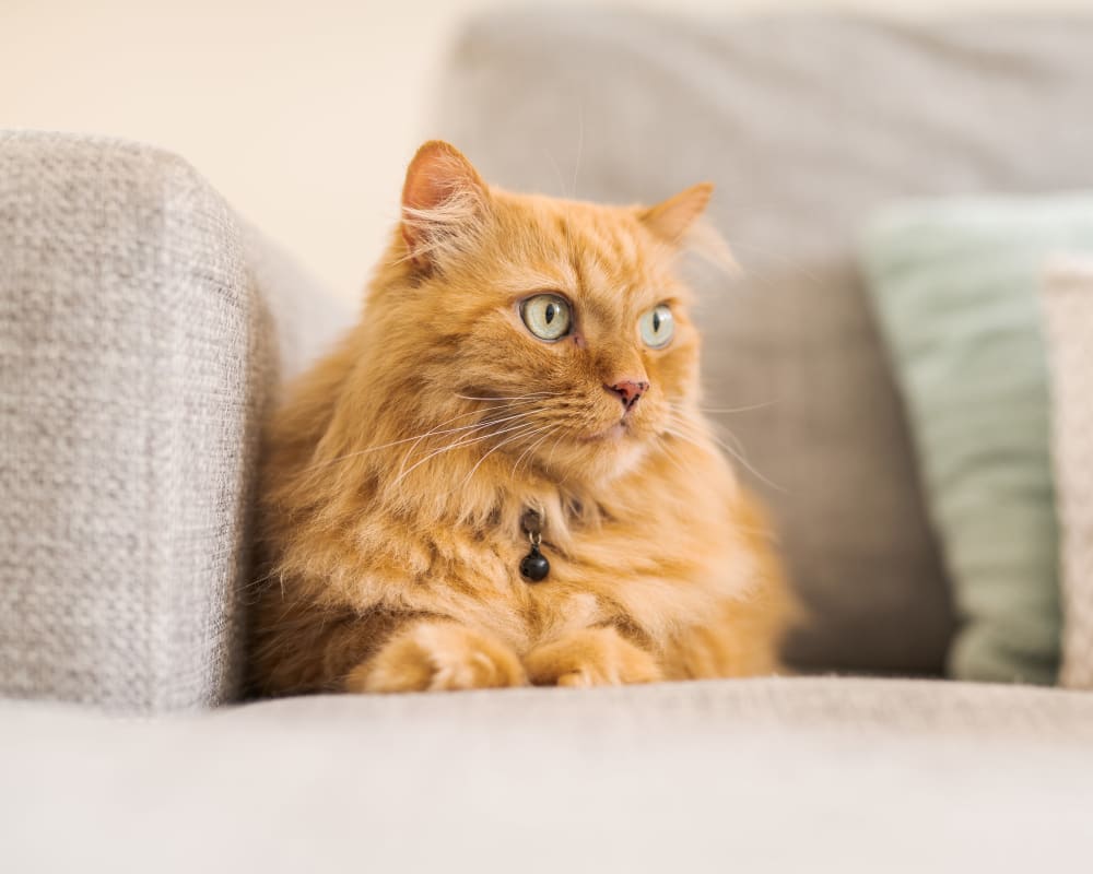 Cat on couch at State Gardens in Hackensack, New Jersey