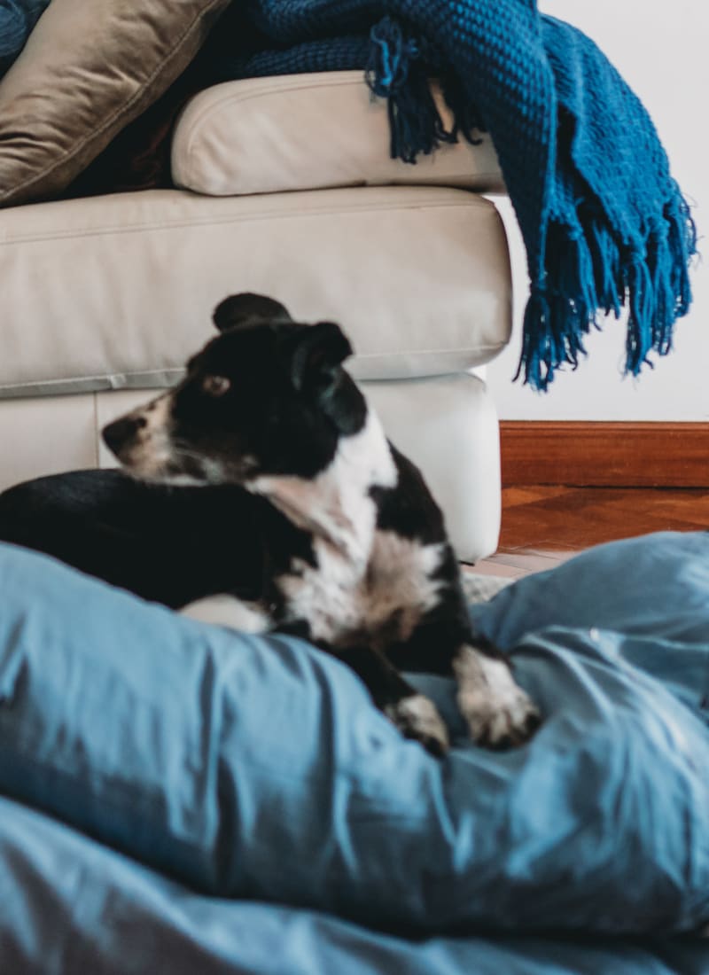 Pet fees at Marquis at Silverton in Cary, North Carolina