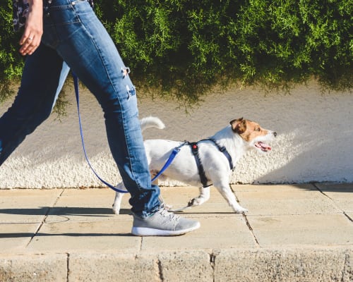 Resident walking dog near Thirteen15 in New Orleans, Louisiana