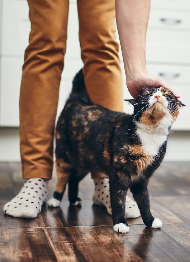 Breed restrictions at Quill in Atlanta, Georgia