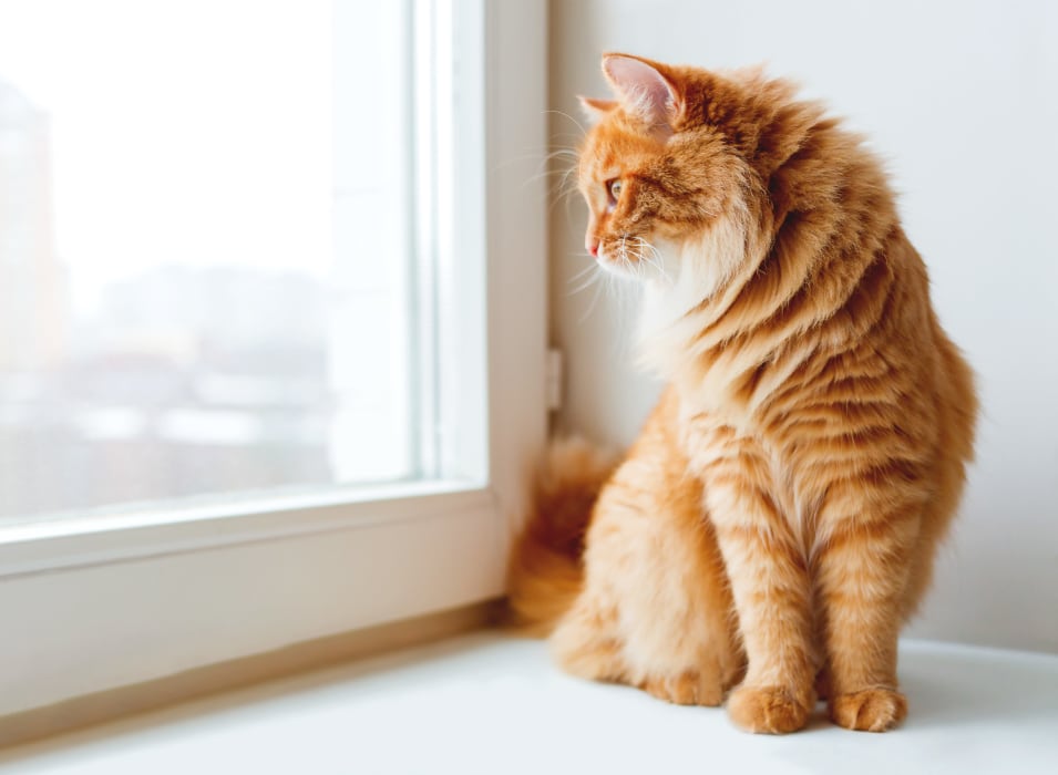 Happy cat dreaming of birds while looking out the window of her new home at Verse Seattle in Seattle, Washington