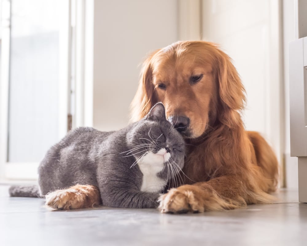 Dog and cat snuggling at Olympus Chandler at the Park in Chandler, Arizona