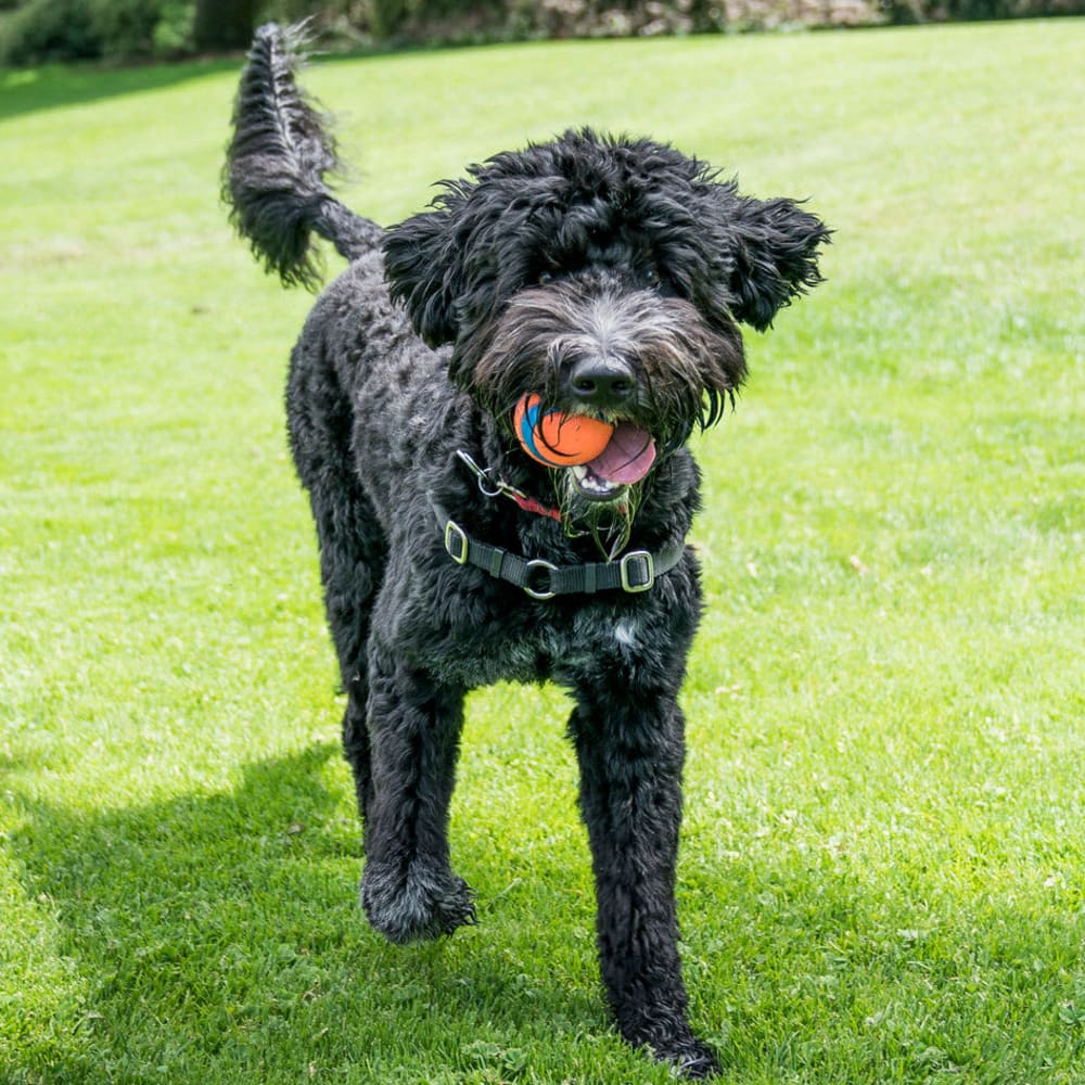 Happy dog with a ball in her mouth on the green grass outside at Oaks Glen Lake in Minnetonka, Minnesota