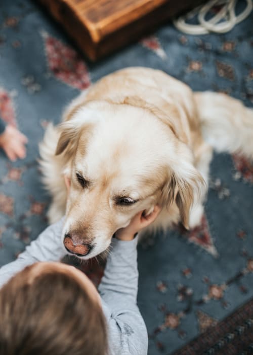 Family dog getting petted at K Street Flats Apartment Homes in Berkeley, California