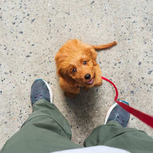 Pet-friendly at The Abbey at Briargrove Park in Houston,Texas