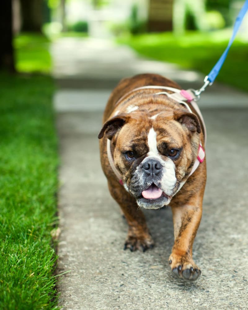 Resident dog on a walk near The Riverview in Charleston, South Carolina