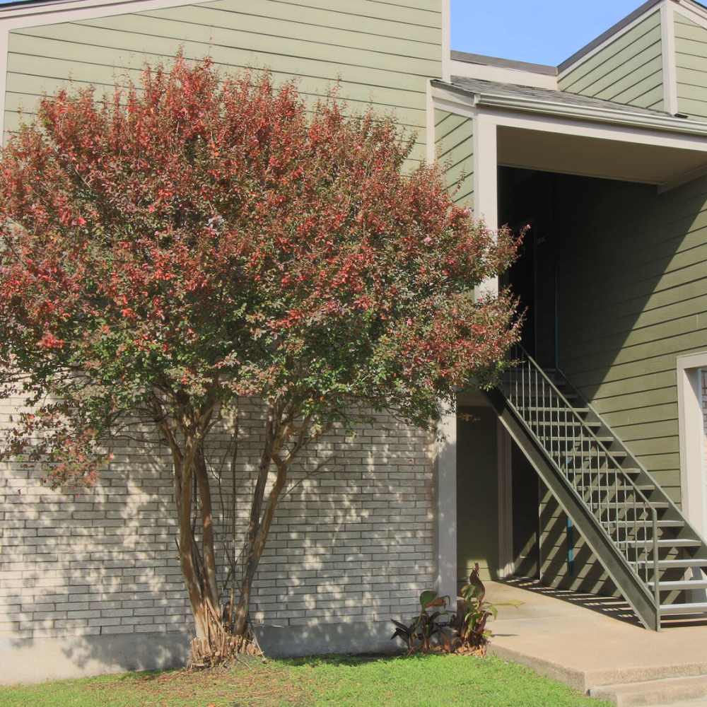 An apartment surrounded by greenery at Cherokee Village in Dallas,Texas