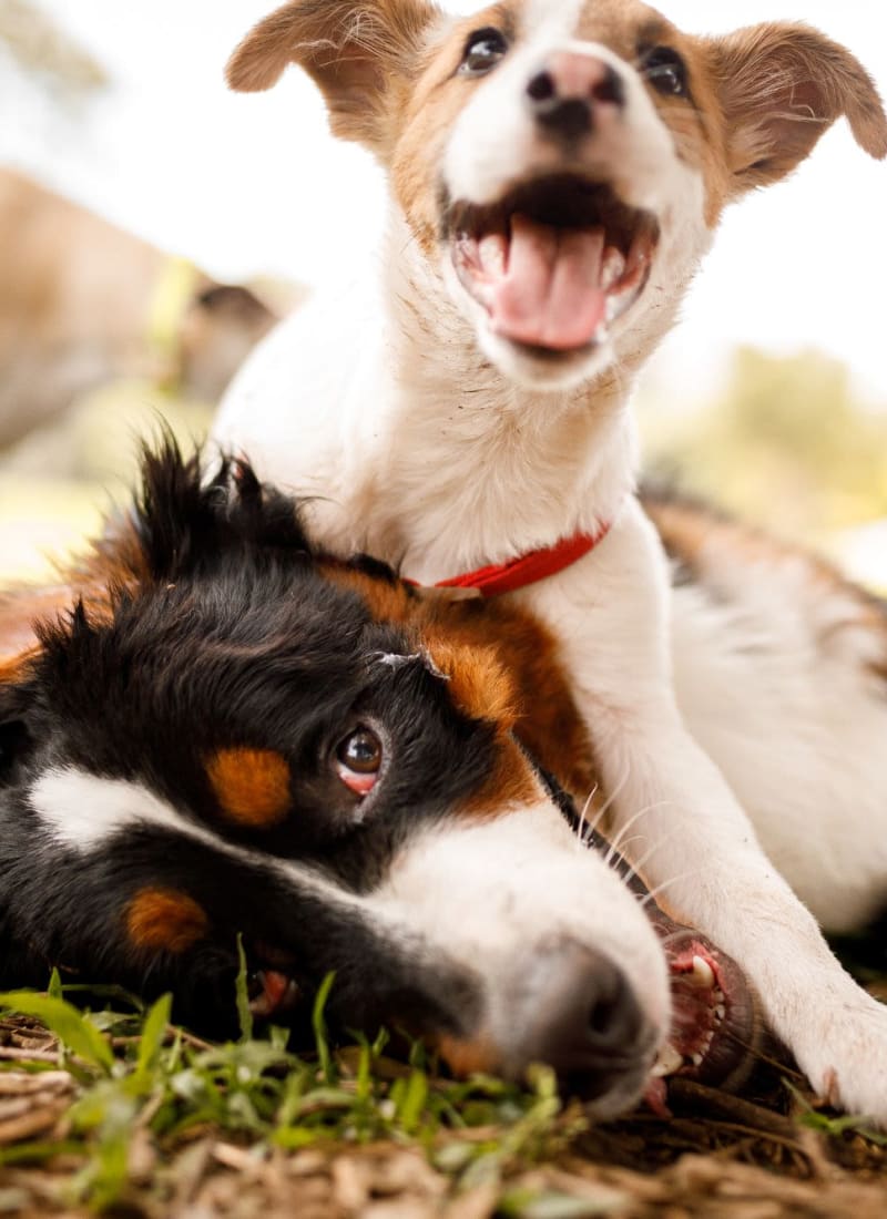 Pet friendly at Quill in Atlanta, Georgia