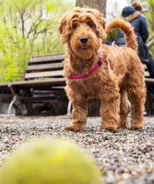 Happy dog at Sagewood Estates in Portland, Oregon