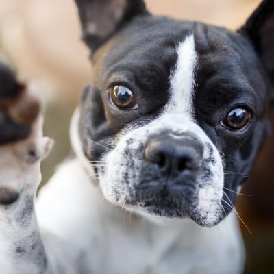 Pet-friendly homes at Sterling Point in Phoenix, Arizona