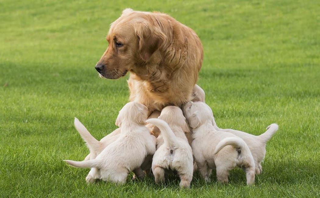Mother dog nursing her litter at Arizona Avenue Animal Clinic in Chandler, AZ