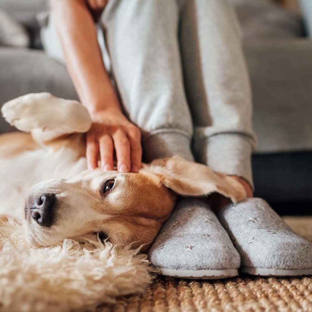 Resident petting dog in apartment at Caliber at Hyland Village in Westminster, Colorado