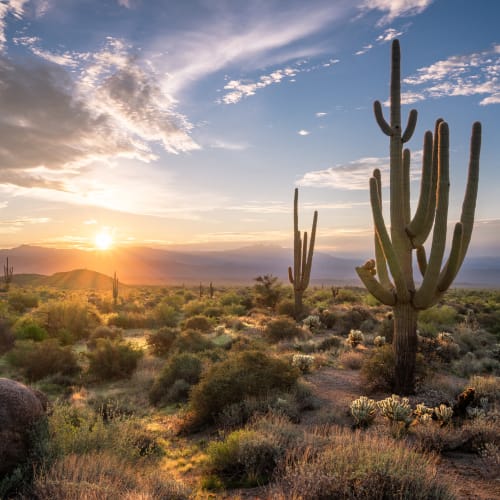 An Arizona landscape for Western Wealth Communities in Phoenix, Arizona communities in Arizona