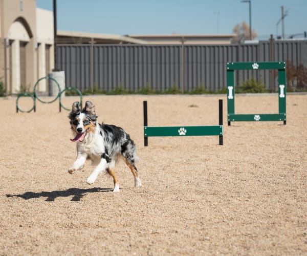 Cute labradoodle wearing a green bandanna at Sky at Chandler Airpark in Chandler, Arizona