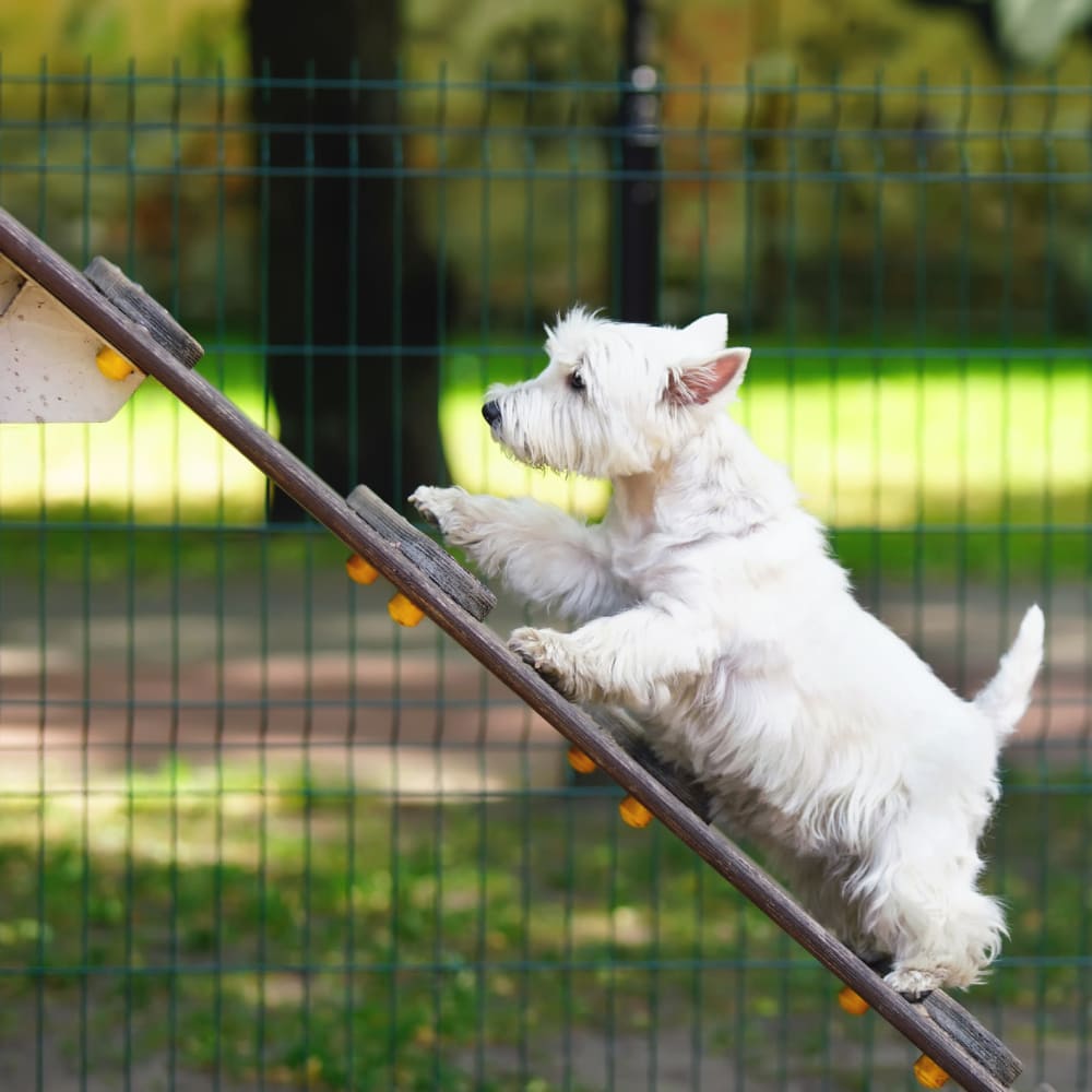 Dog enjoying a dog park in Minneapolis, Minnesota near Oaks Minnehaha Longfellow